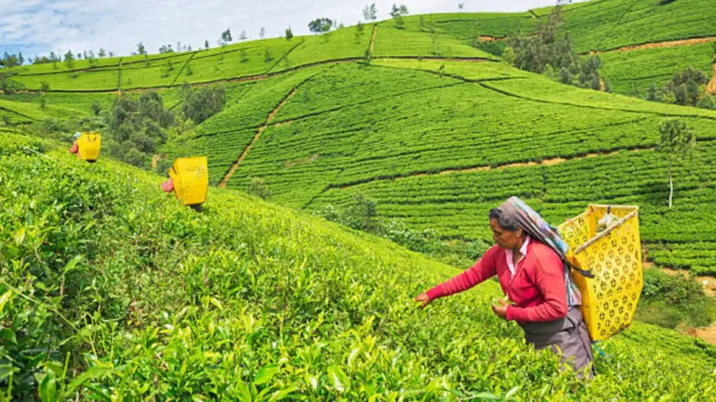Lush green tea gardens near Ramboda Falls in the Central Highlands of Sri Lanka
