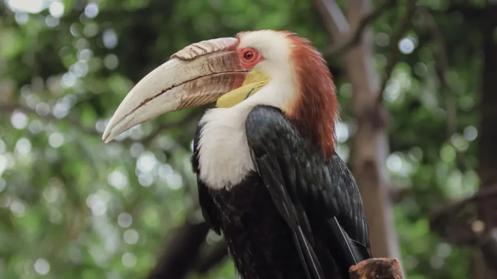 A colorful Great Indian Hornbill perched on a tree branch within the lush green forests surrounding the Seven Sisters Waterfall in Cherrapunji.