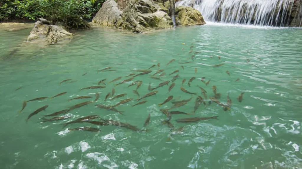 Tiny fish tickling feet in the natural fish spa at Kuang Si Falls