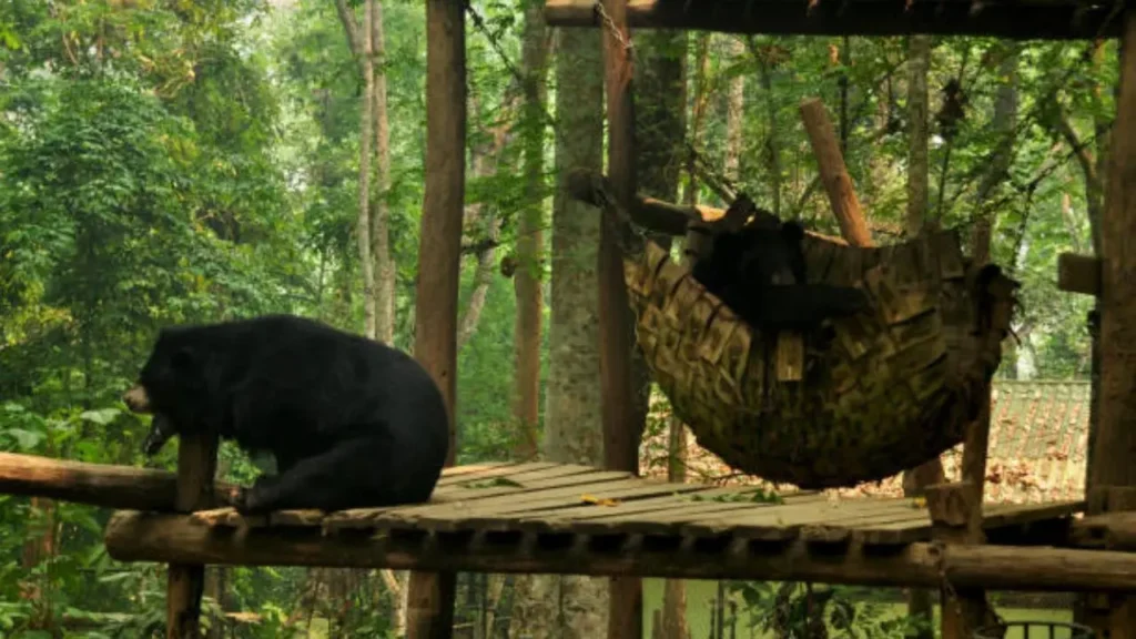 Cute Asiatic Black Bears at the Tat Kuang Si Bear Rescue Centre