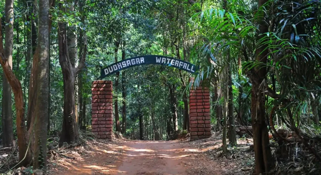 A lush green trekking path leading to Dudhsagar Falls through the forest