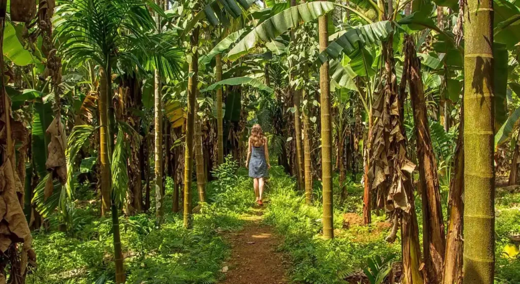 A traditional spice plantation tour near Mollem National Park in Goa.